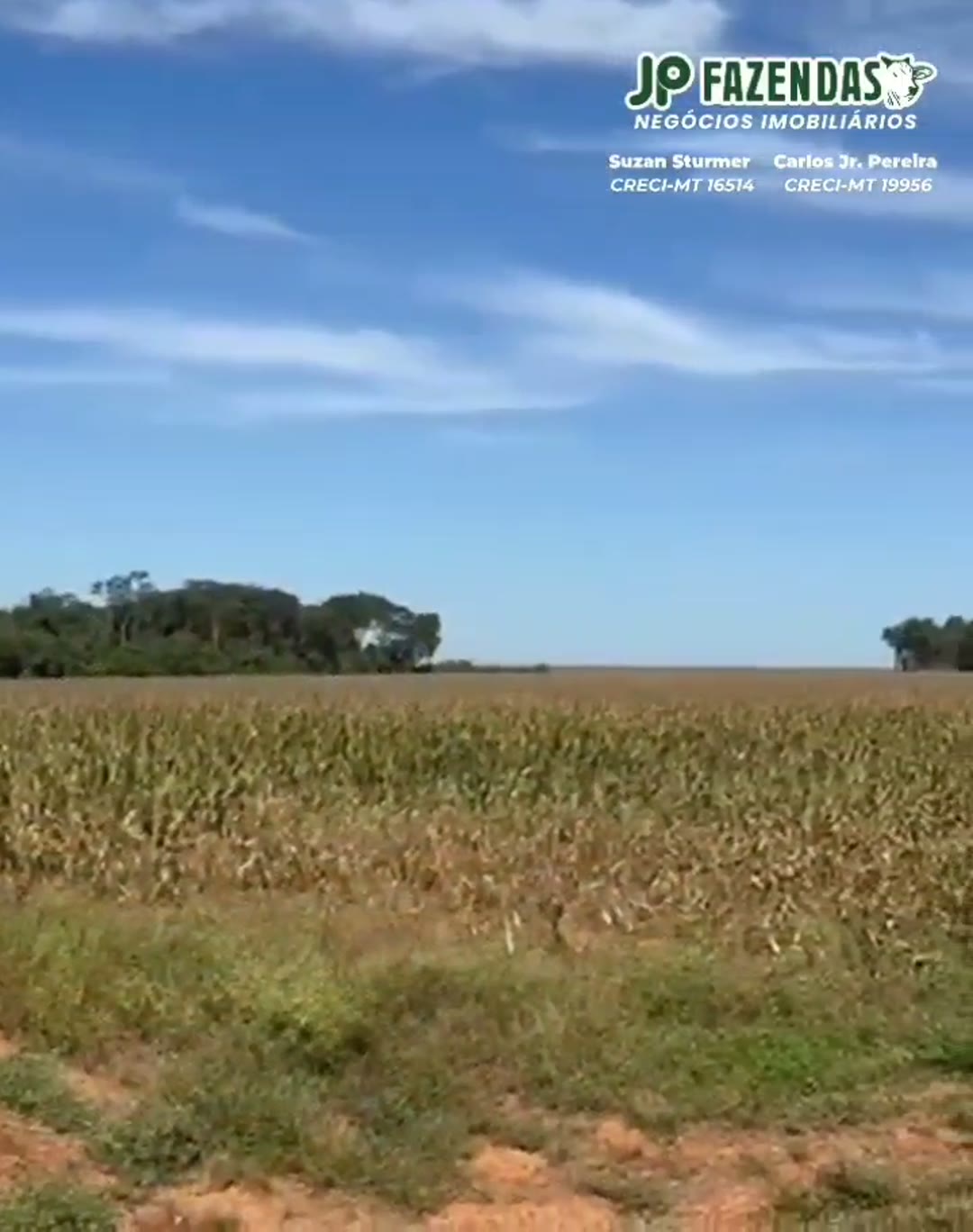 Chácara de 7 hectares plantados à beira da MT-242 — Nova Ubiratã, MT